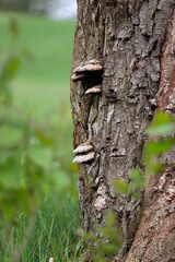 Mushrooms growing on a tree