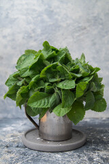 Fresh mint in the glass. Grey background. Leaves of mint.