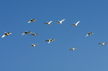 A flock of swans in the morning blue sky.