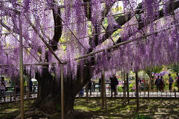 藤の花　藤　満開　藤棚　春　初夏　庭園　