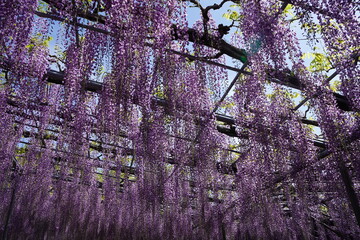 藤の花　藤　満開　藤棚　春　初夏　庭園　