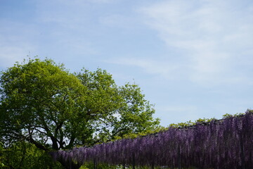 藤の花　藤　満開　藤棚　春　初夏　庭園　