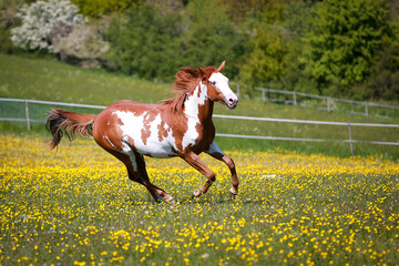 Horse Quarter Paint gallops across a blooming summer meadow, left to right..
