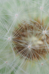 Obraz premium White dandelion head with seeds close-up. Summer floral background. Airy and fluffy wallpaper. Vertical shot. Macro