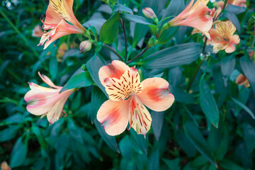 Orange and yellow peruvian lily flowers on a blurred background