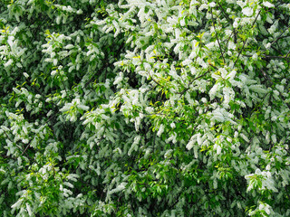 Large bush of flowering bird cherry