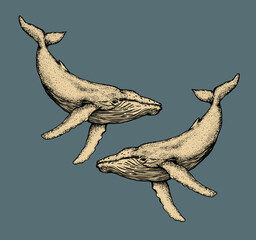 Fototapeta premium The couple whales isolated illustration on blue