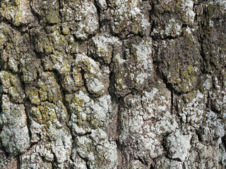 Very old birch bark as texture