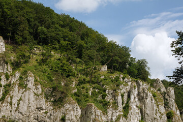 Trees on the slopes of the mountains. Blue cloudy sky.  