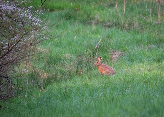 Wild rabbit in the grass