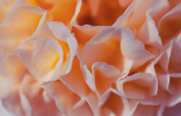 Macro shot of a beautiful Camellia flower in soft focus with peach pastel color tones. Could be used as a wedding shoot backdrop. 