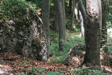 Rocks in the forest in autumn. Green and brown yellow leafs. 