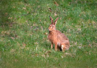 Fototapeta premium Wild rabbit in the grass