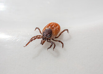 castor bean tick