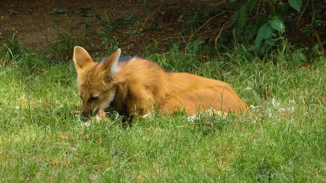 Close Up Of Mane Wolf Eating A Chicken In Grass.