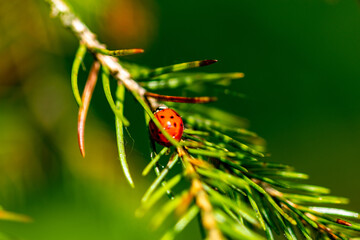 ladybird on a green leaf