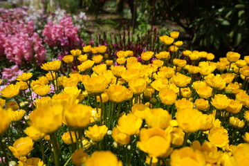 Obraz premium 花壇の花 満開 花 春 手入れされた 公園 初夏 ガーデニング 