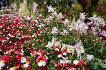 Fototapeta premium 花壇の花 満開 花 春 手入れされた 公園 初夏 ガーデニング 