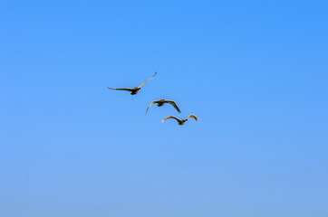 A flock of swans in the morning blue sky.