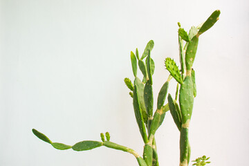 Estern prickly pear (Opuntia humifusa) Cactus with a white background. planterior(plant+interior), medicinal herb plant, alternative medicine.