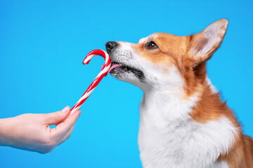 Owner gives cute welsh corgi pembroke or cardigan dog to lick Christmas red and white striped peppermint flavored candy cane stick on blue background, copy space for advertising text. - obrazy, fototapety, plakaty
