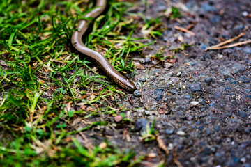close up of a snake