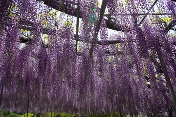 藤　藤の花　藤棚　満開　庭園