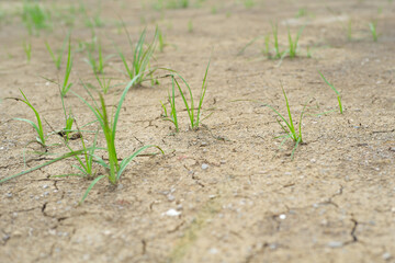 Closeup top view of arid land with defocused grass growing from the ground