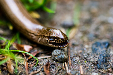 close up of a snake