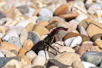 giant male deer beetle on the hunt for confectioners in the gravel bed in aggressive posture with combat-ready scissors