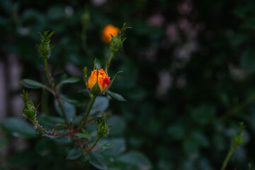 roses on a background of greenery in the garden