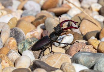 giant male deer beetle on the hunt for confectioners in the gravel bed in aggressive posture with combat-ready scissors