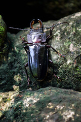 huge black beetle sitting on stone, Corcovado National park, central America, Osa