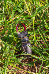 giant male deer beetle on the hunt for confectioners in green grass in aggressive posture with combat-ready scissors