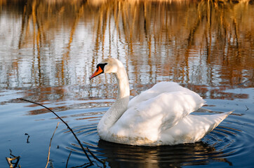 Naklejka premium A magnificent white adult swan with a red beak and white plumage swims in clear river water in a natural habitat.