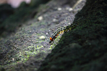 Caterpillar with red head, Corcovado National Park, close up, wild animal, Costa Rica, Central...