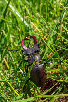 giant male deer beetle on the hunt for confectioners in green grass in aggressive posture with combat-ready scissors