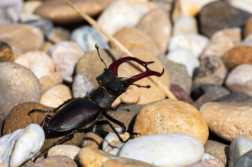giant male deer beetle on the hunt for confectioners in the gravel bed in aggressive posture with combat-ready scissors