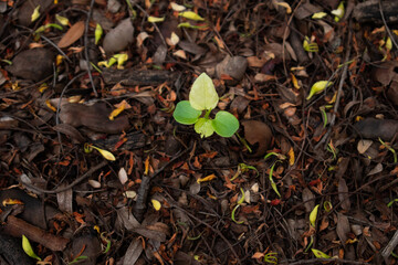 green sprout in the soil ground autumm beautiful background