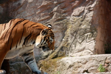 Fototapeta na wymiar Tiger at a Zoo