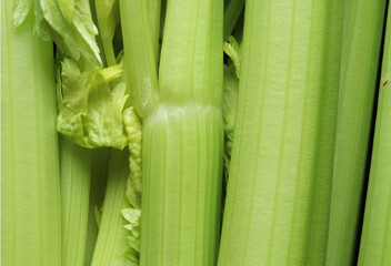 Photograph of a bunch of celery stalks for food background