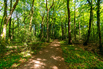 path in the forest in the summer
