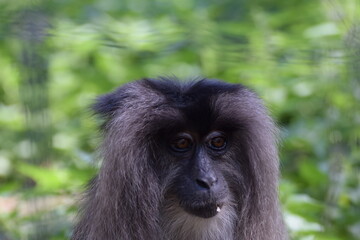 Lion-tailed macaque (Macaca silenus)