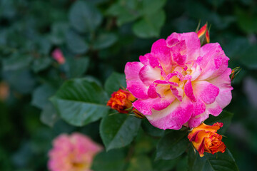 Obraz premium roses on a background of greenery in the garden