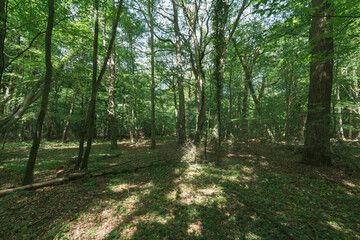 path in the forest in the summer