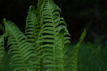 シダ　木陰　葉　森