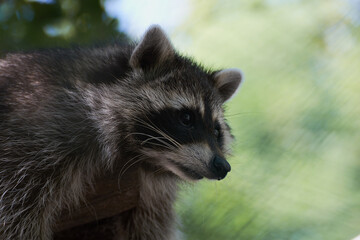 portrait of a young raccoon