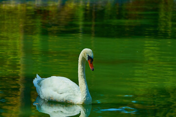 Fototapeta premium White swan on the lake