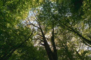 path in the forest in the summer
