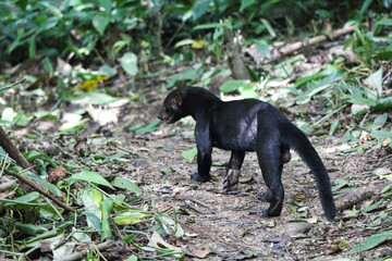 wild, black Tayra in Corcovado National Park, Costa Rice, Central America